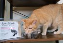 We Tried JustFoodForCats Fresh Cat Food: JustCats Review