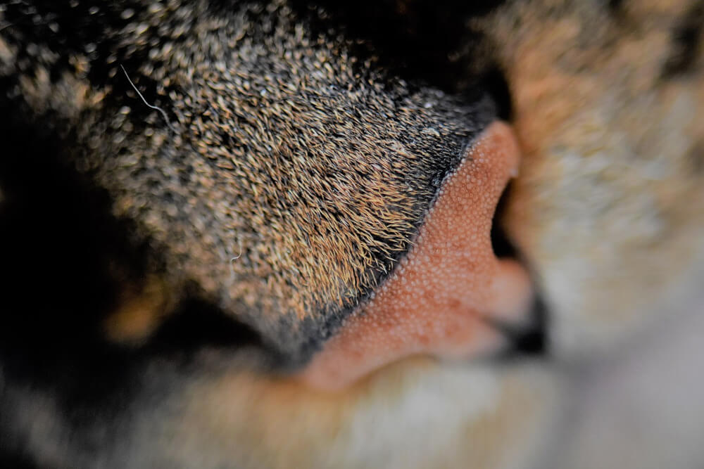 close up of cat's nose print