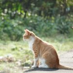15 Interesting Facts About Cats That You May Not Have Known